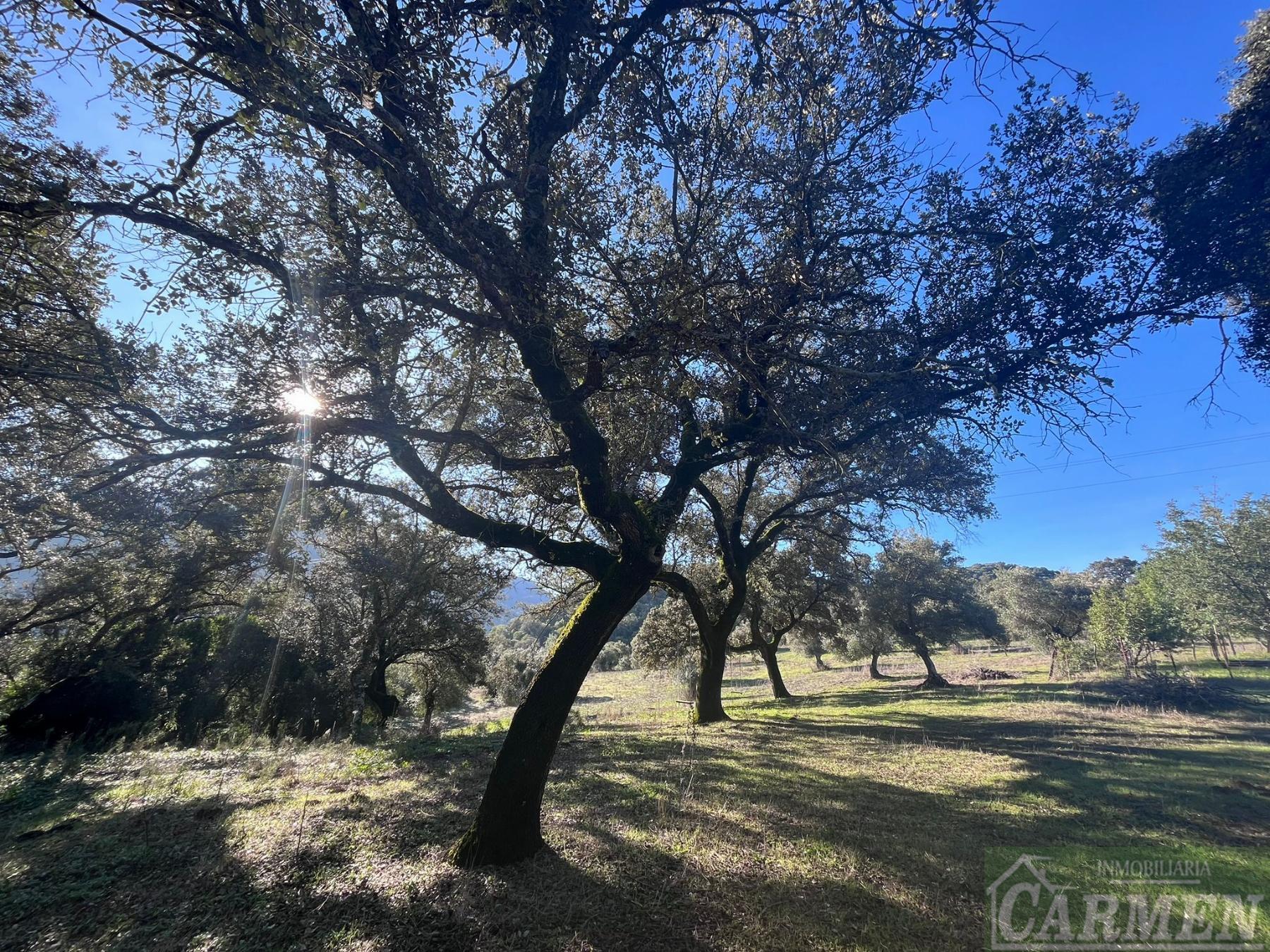 Venta de finca rústica en El Bosque