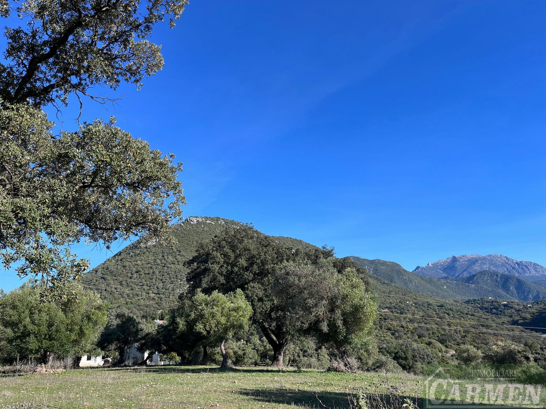 Venta de finca rústica en El Bosque