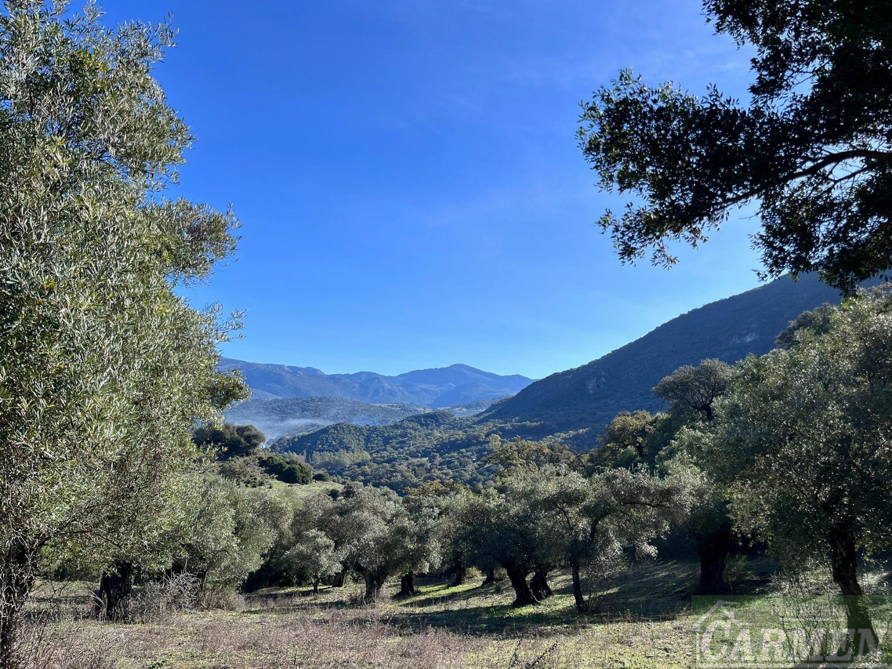 Venta de finca rústica en El Bosque