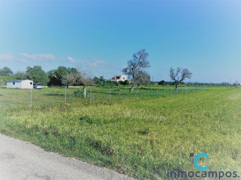 For sale of land in Campos