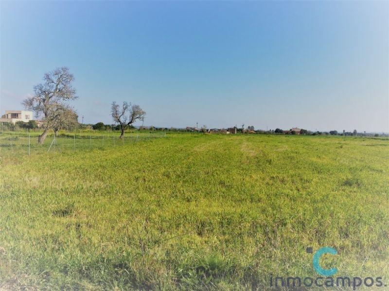 For sale of land in Campos