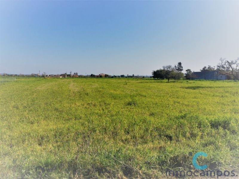 For sale of land in Campos