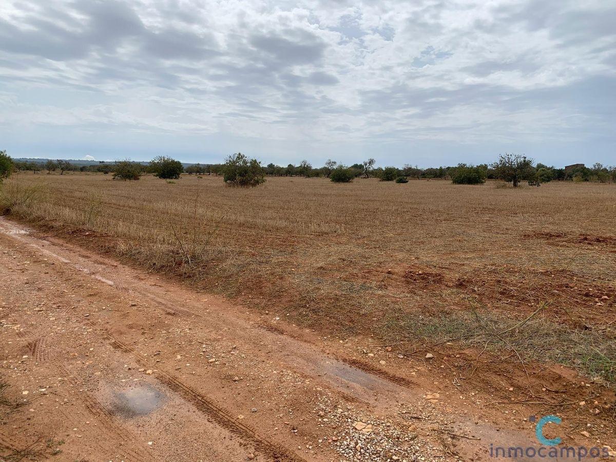 For sale of land in Campos