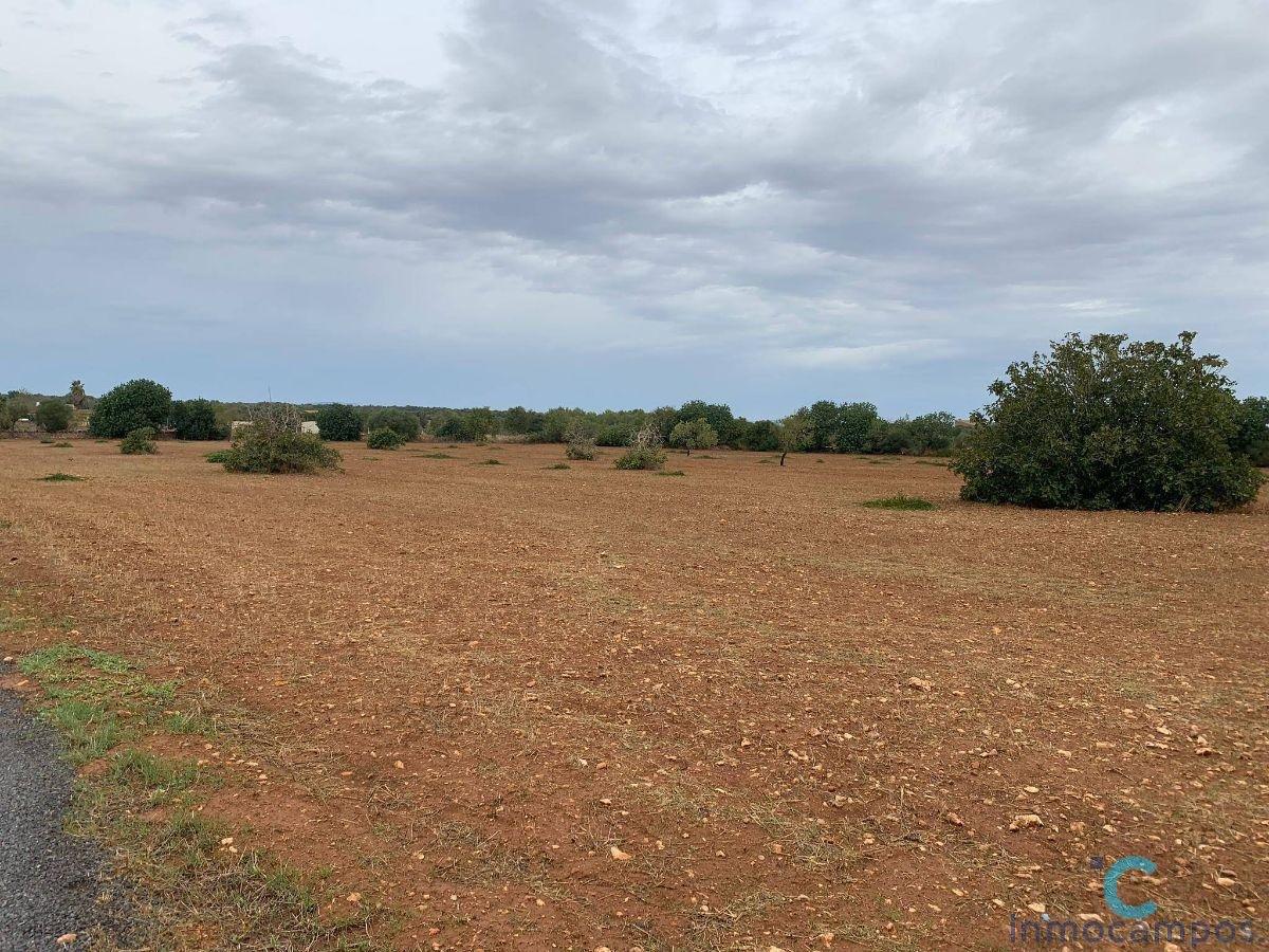 For sale of land in Campos