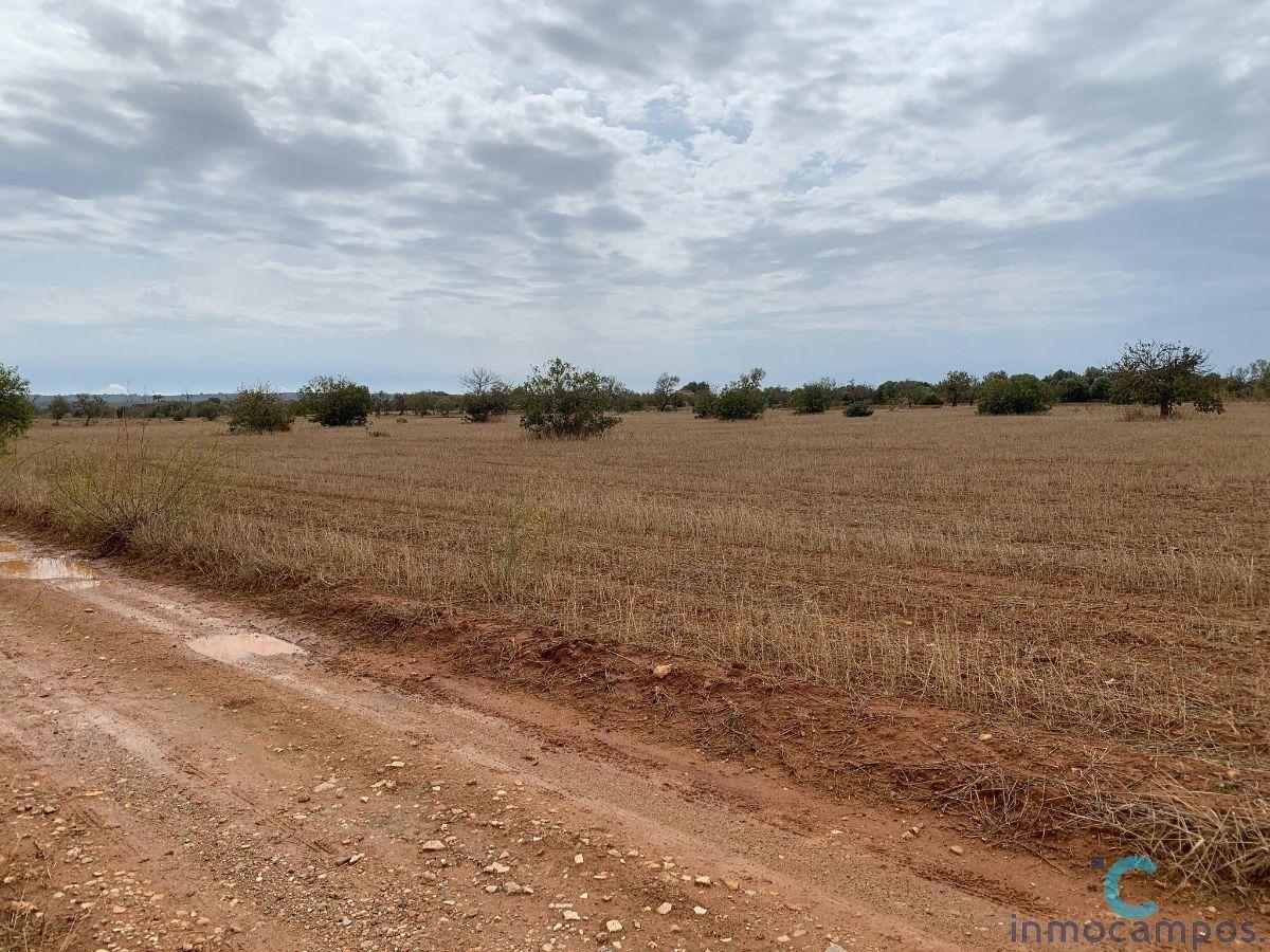 For sale of land in Campos