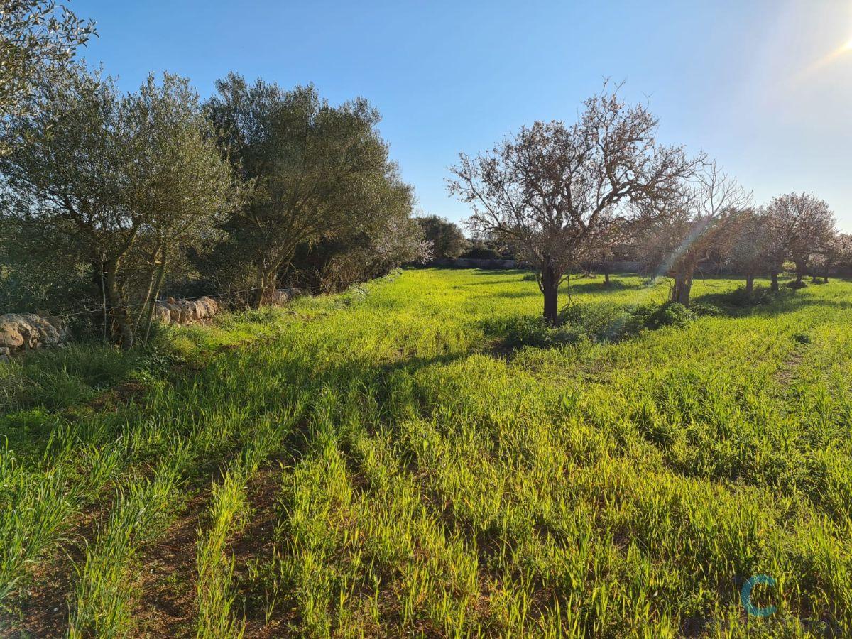 For sale of land in Campos