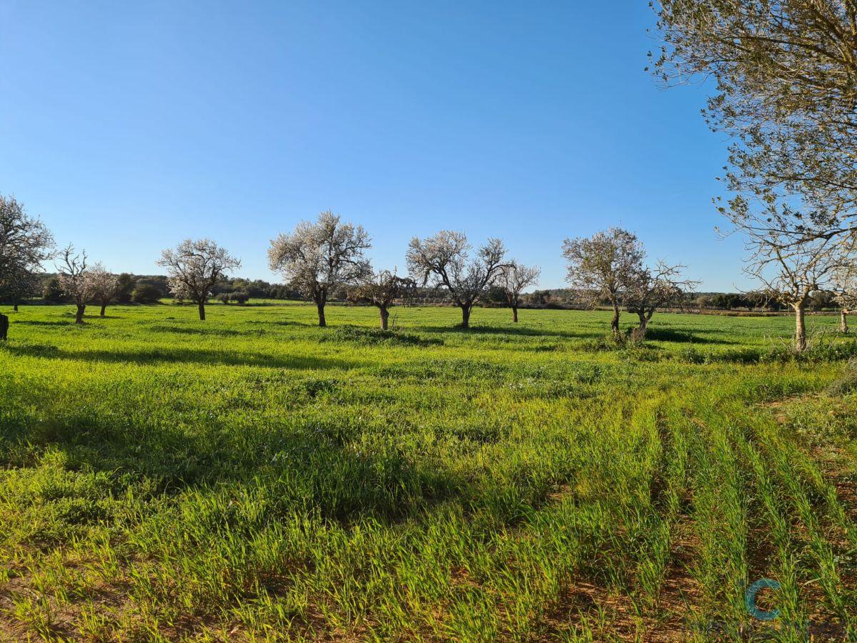 For sale of land in Campos