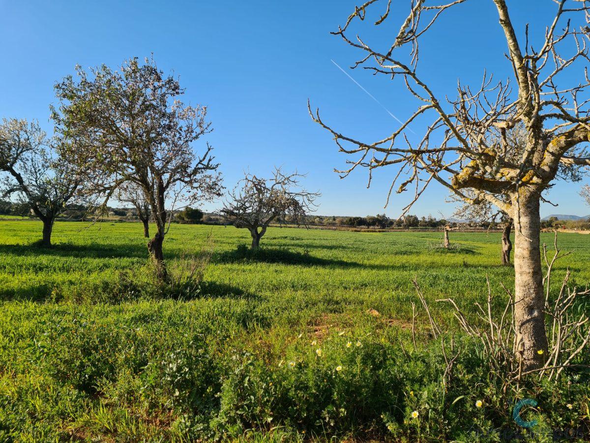 For sale of land in Campos