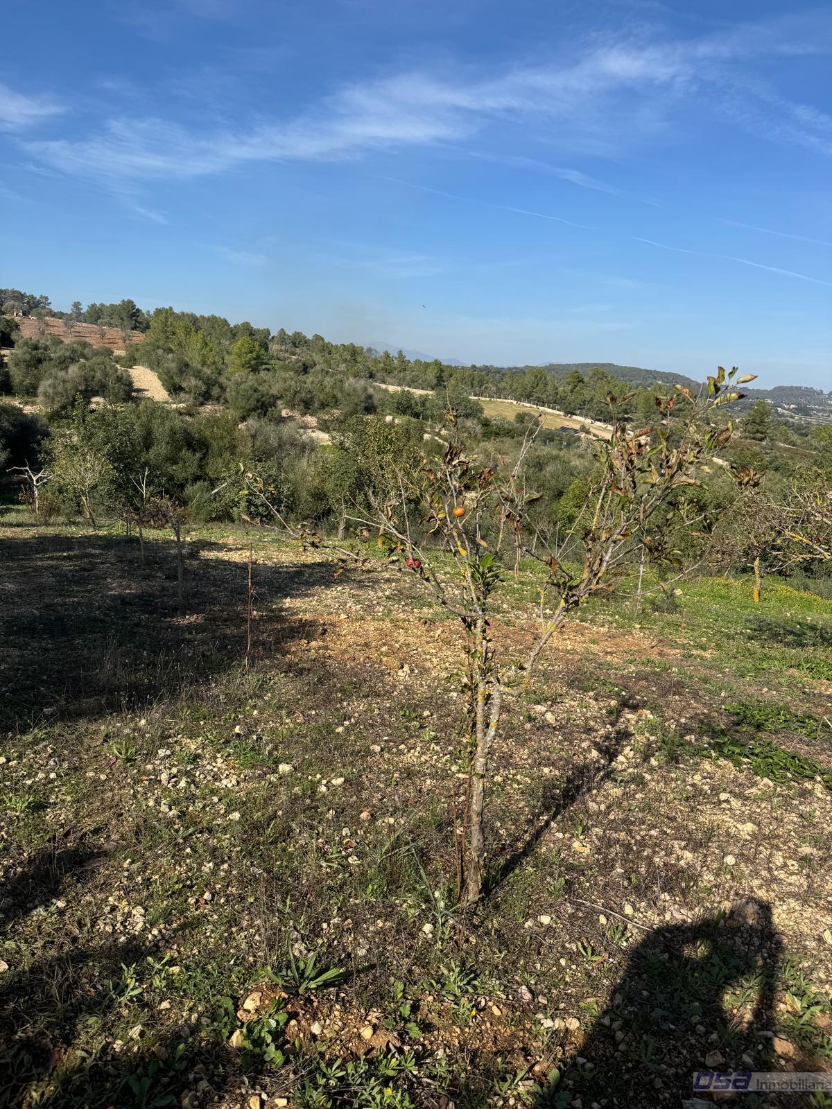 Venta de finca rústica en Montuïri