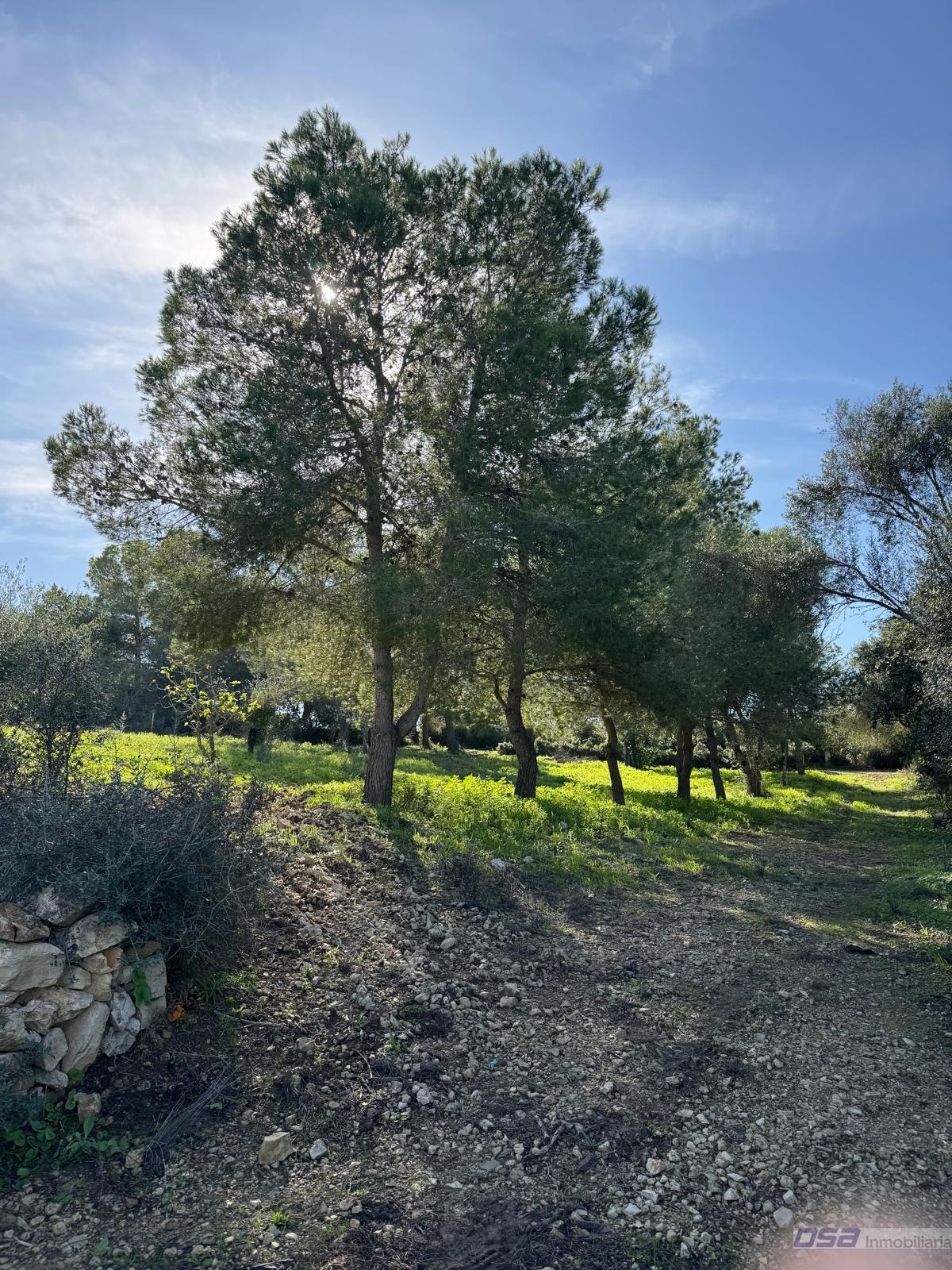 Venta de finca rústica en Montuïri
