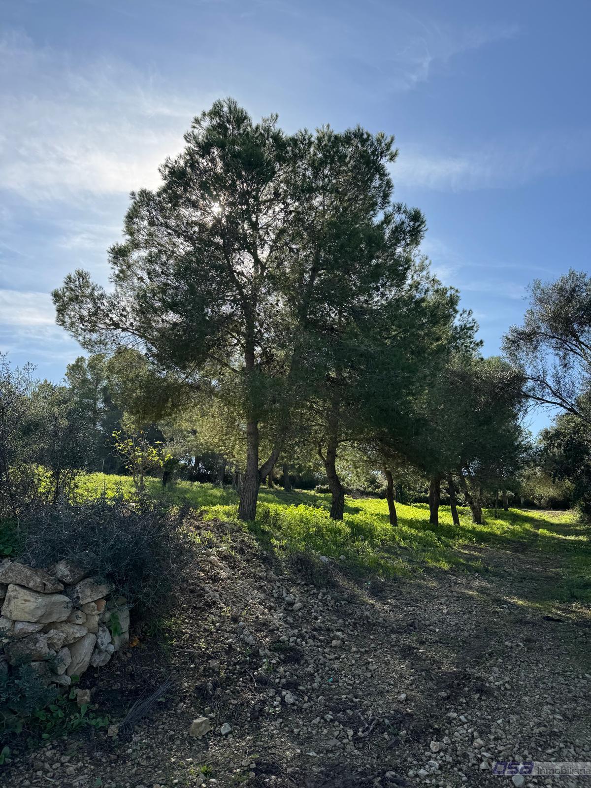 Venta de finca rústica en Montuïri