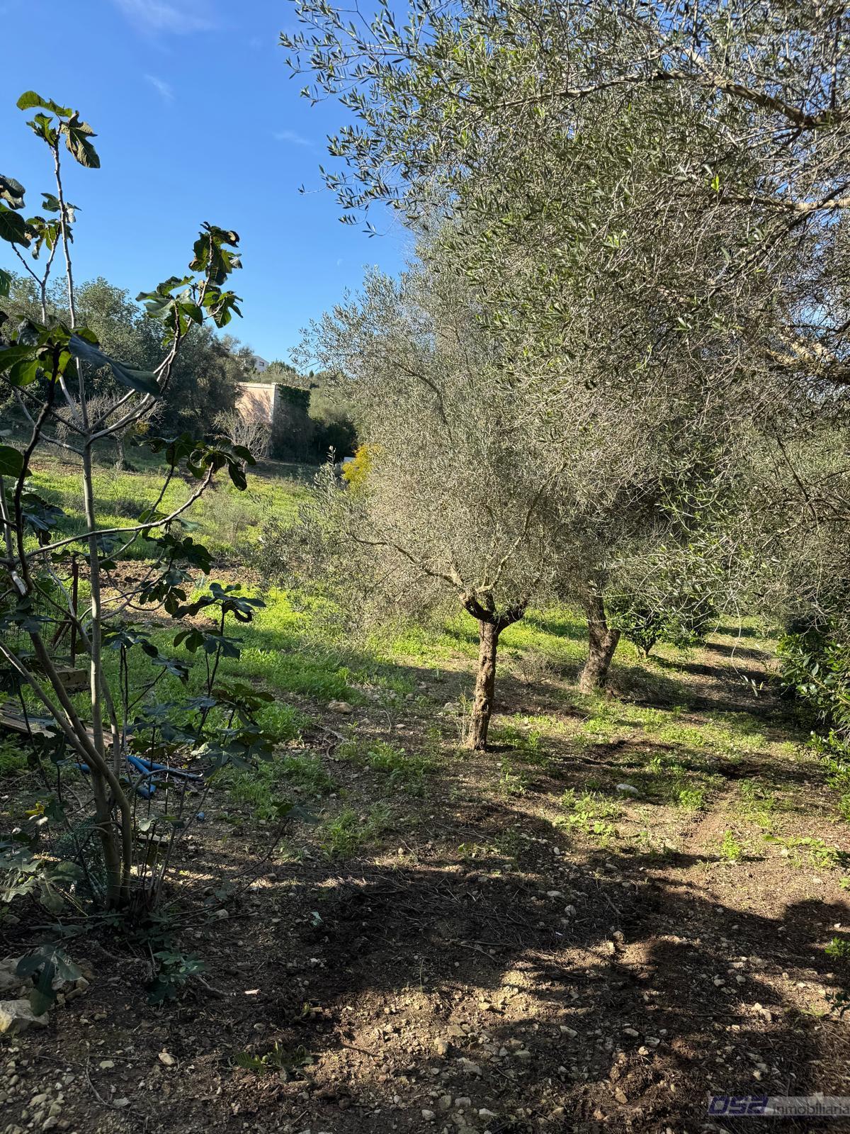 Venta de finca rústica en Montuïri