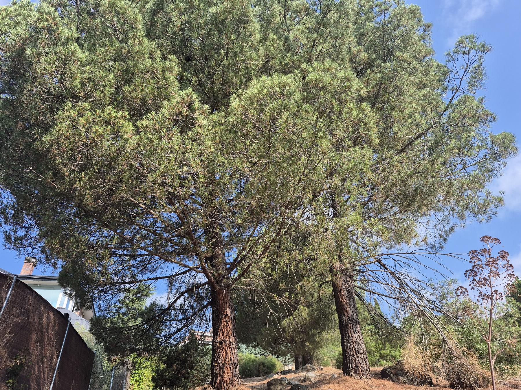 Venta de terreno en Torrelodones
