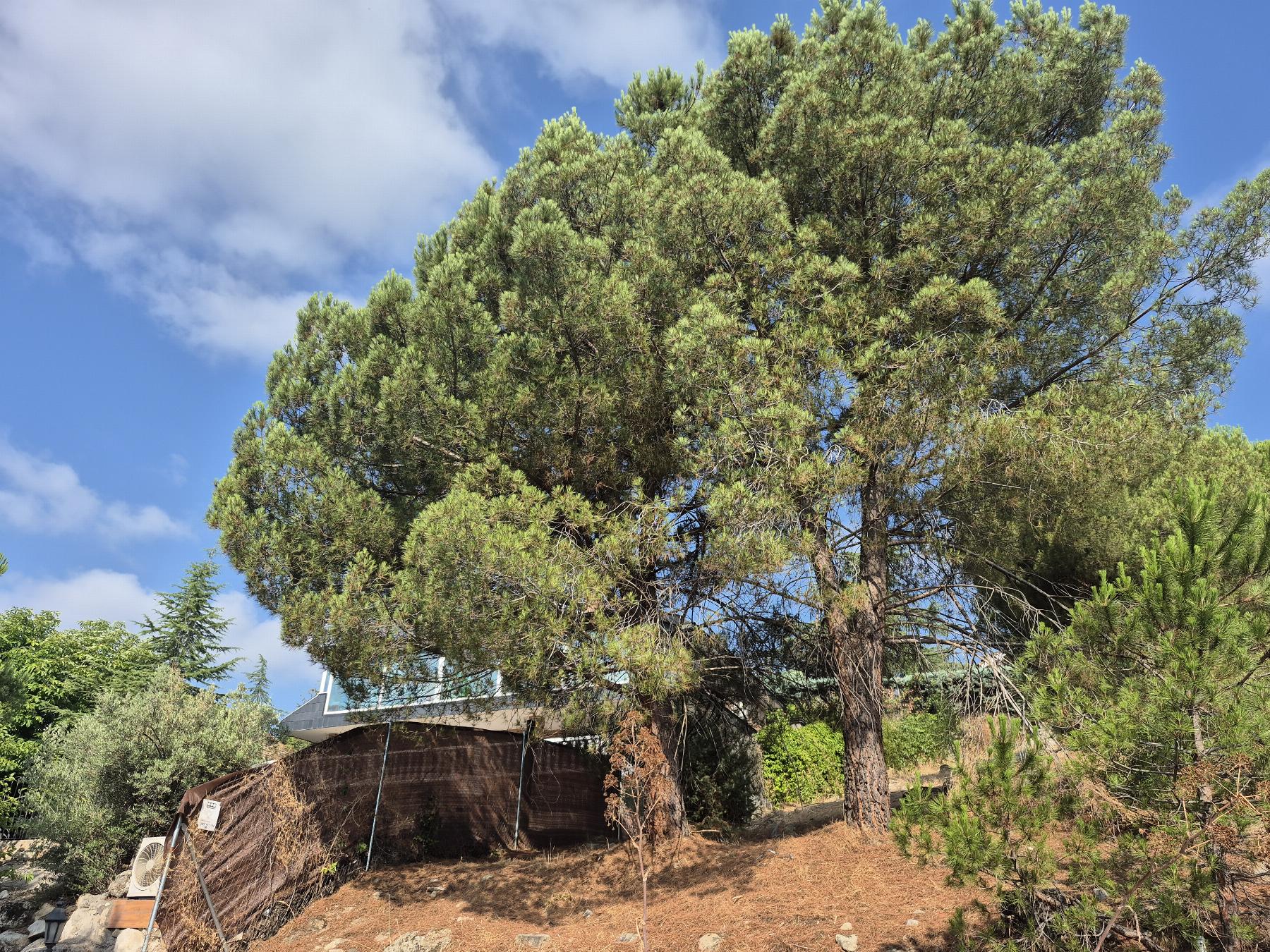 Venta de terreno en Torrelodones