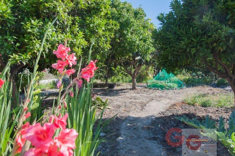 Venta de finca rústica en Salobreña