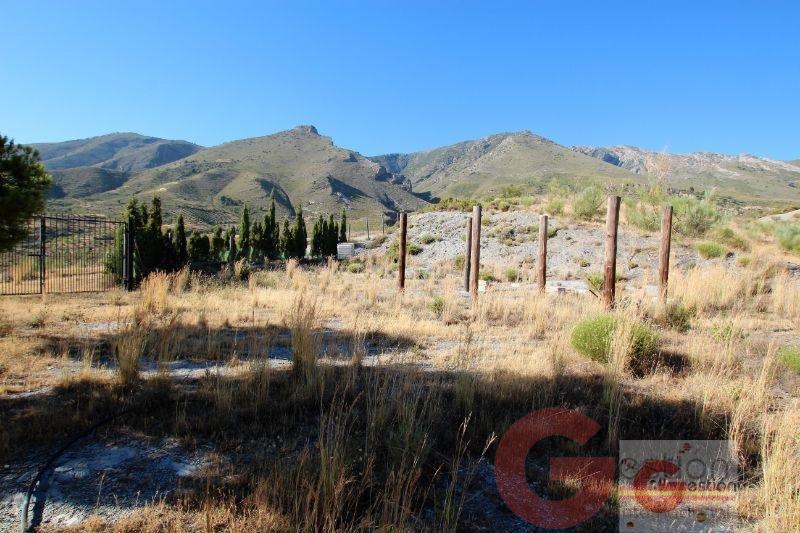 Venta de finca rústica en Vélez de Benaudalla Venta de finca rústica en Vélez de Benaudalla
