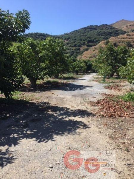 For sale of rural property in Almuñécar