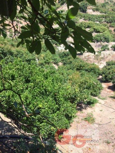 For sale of rural property in Almuñécar