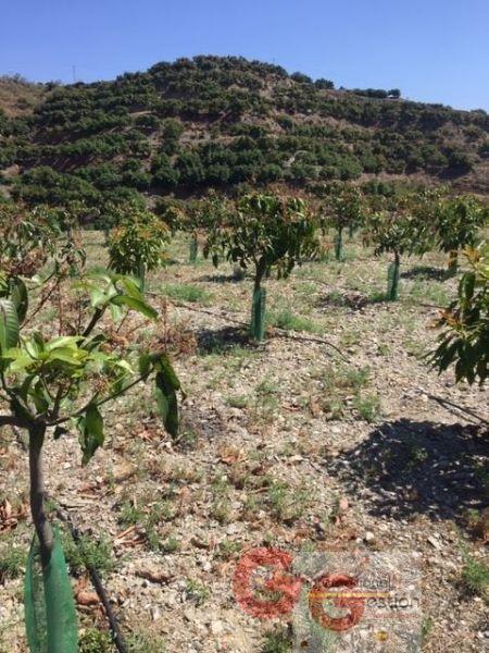 Venta de finca rústica en Almuñécar