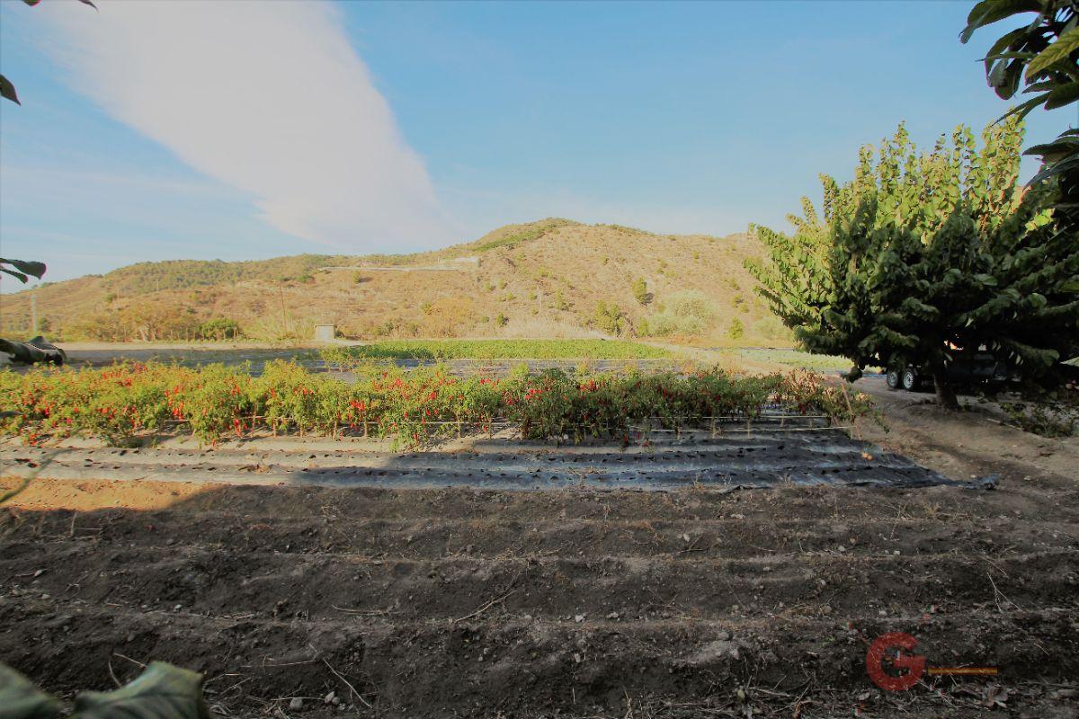 Vente de terrain dans Vélez de Benaudalla