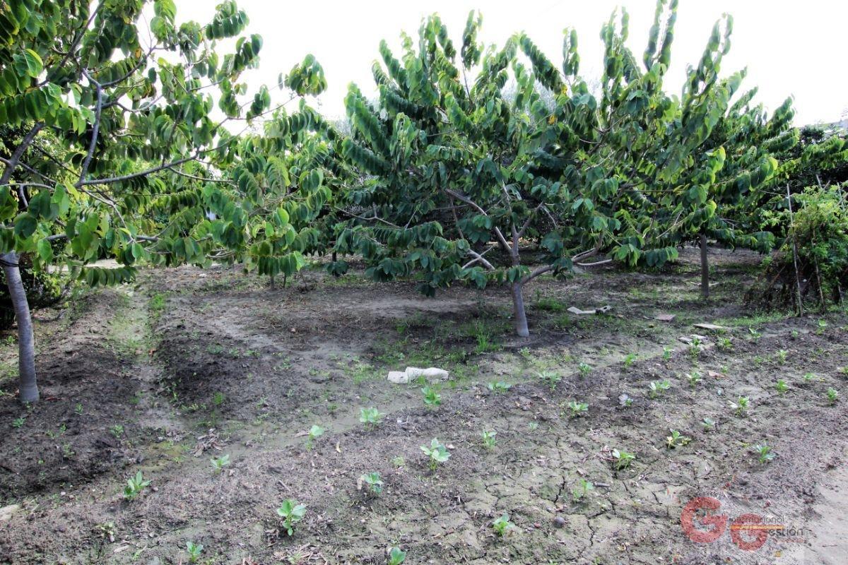 For sale of rural property in Salobreña