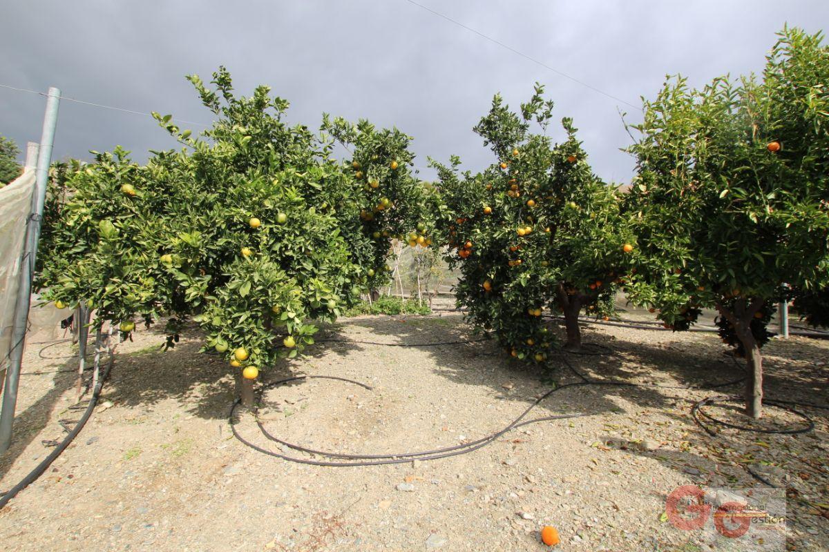 Venta de finca rústica en Rubite