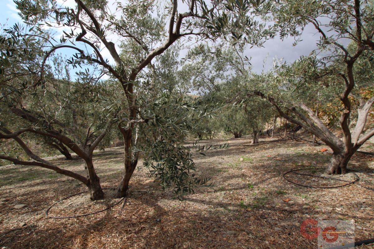 For sale of rural property in Rubite