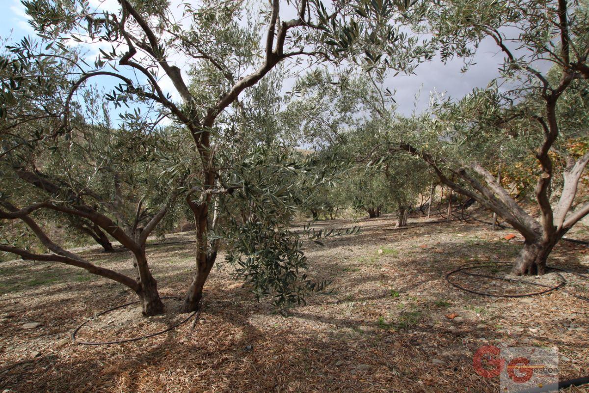 Venta de finca rústica en Rubite