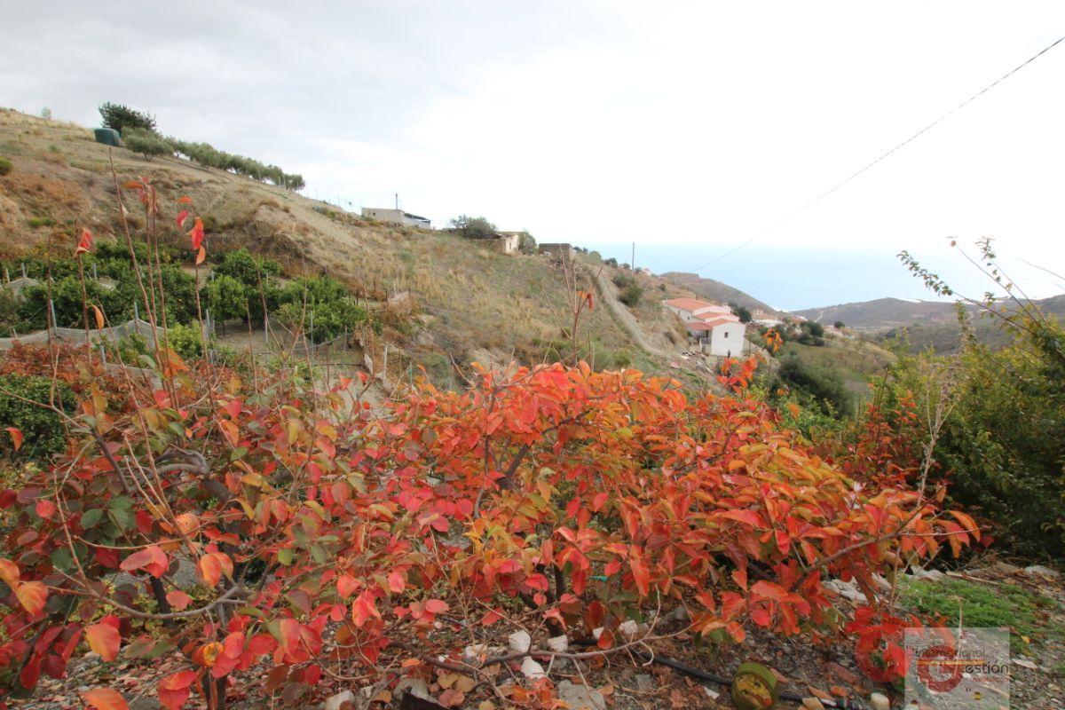 Venta de finca rústica en Rubite