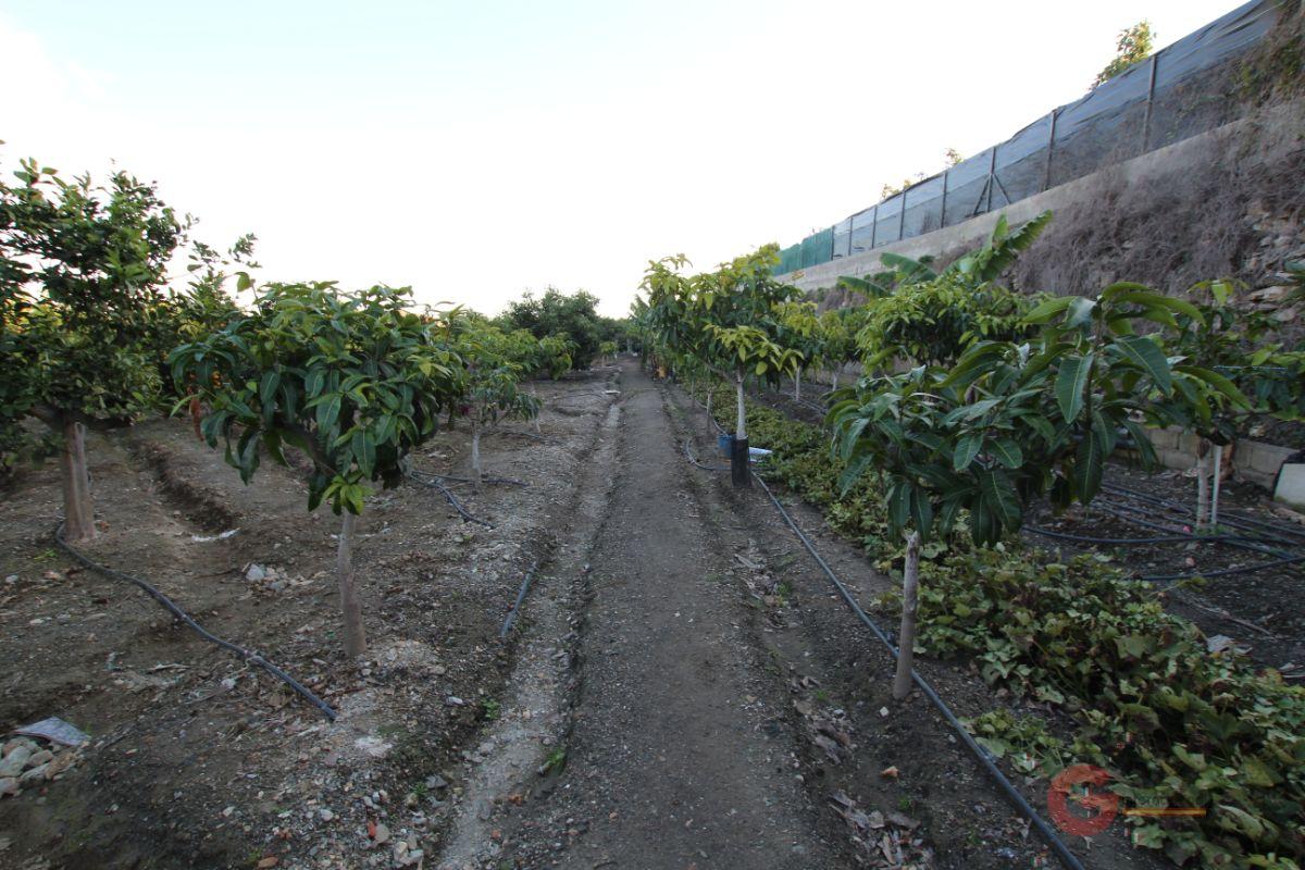 Venta de finca rústica en Salobreña