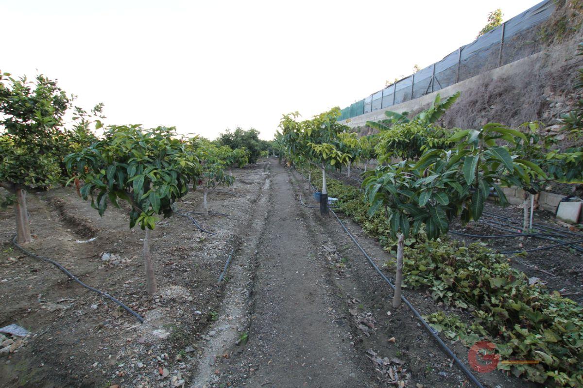 Venta de finca rústica en Salobreña