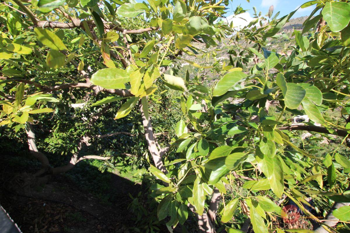 For sale of land in Guájar Fondón