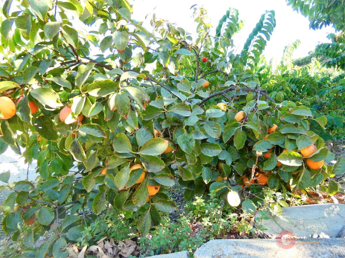 For sale of rural property in Motril