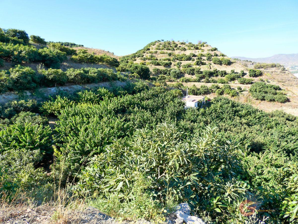 Venta de finca rústica en Motril