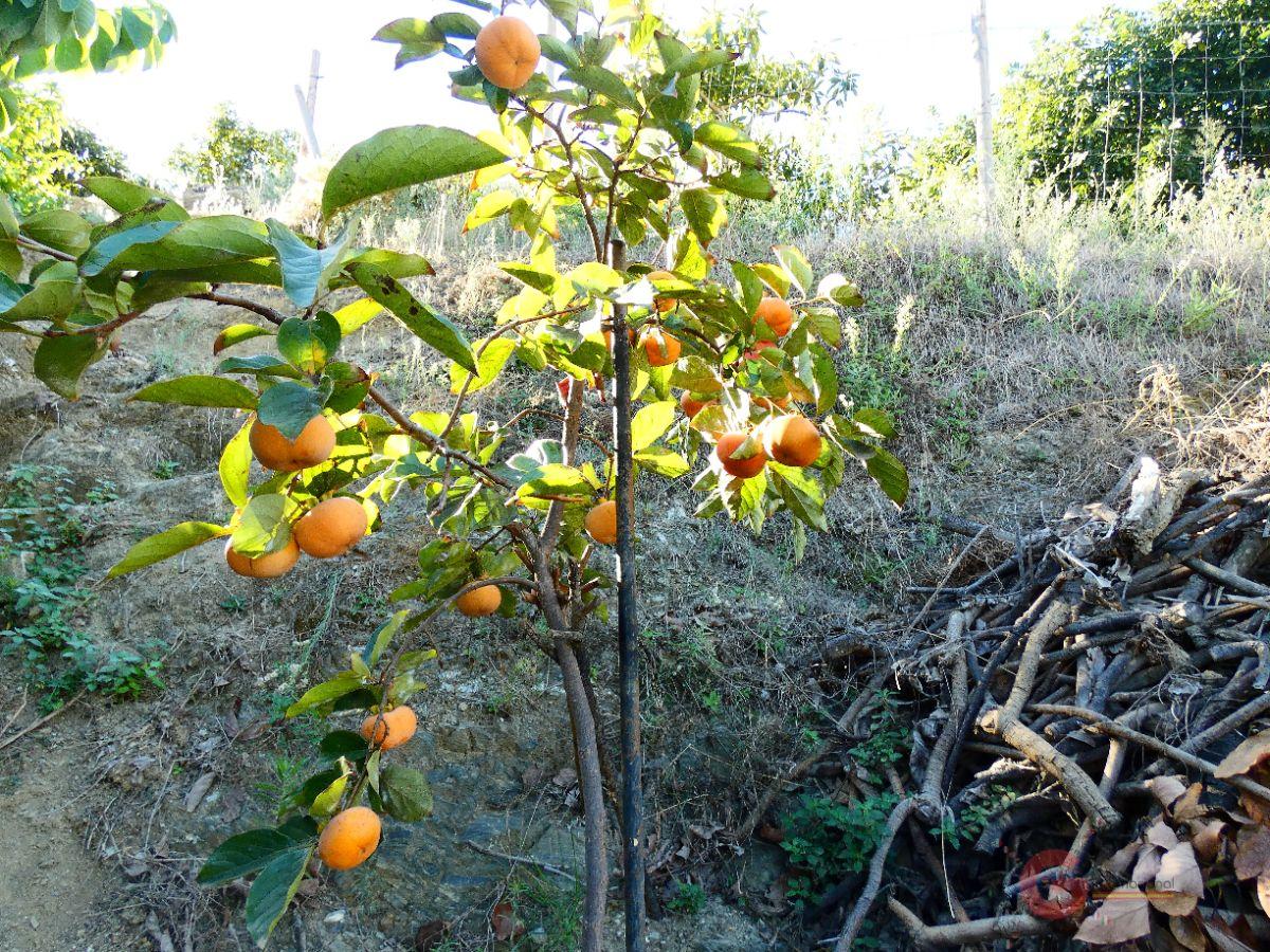 Venta de finca rústica en Motril