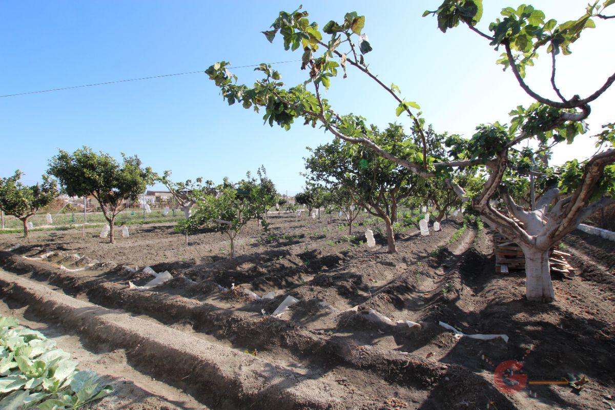 Venta de finca rústica en Motril