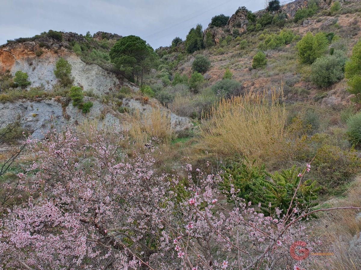 Venta de finca rústica en Molvízar