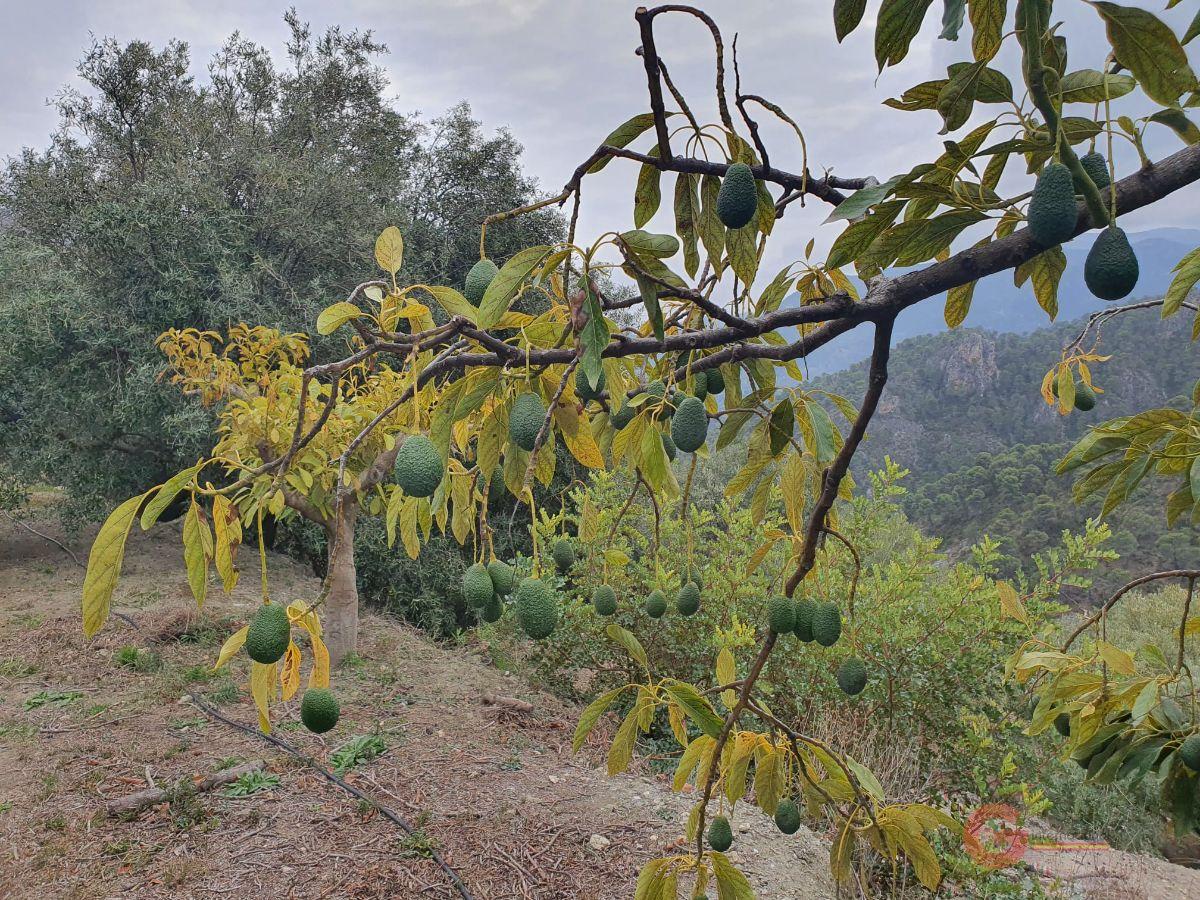 For sale of rural property in Guájar Alto