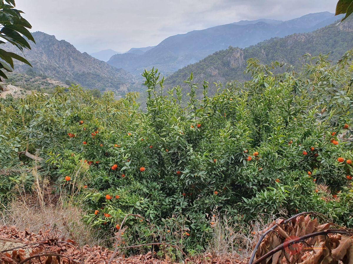 Venta de finca rústica en Guájar Alto