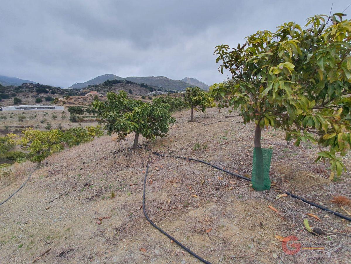 Venta de finca rústica en Itrabo