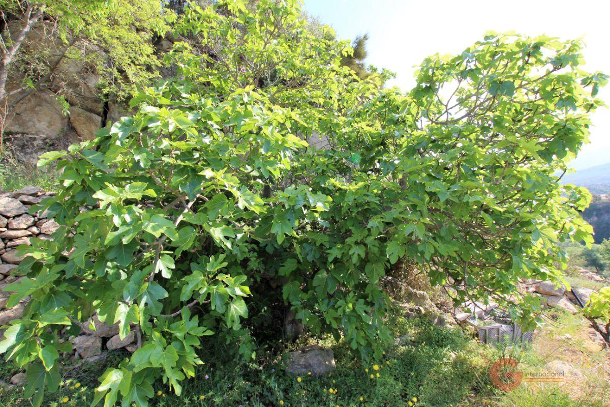 Vendita di terreno in Vélez de Benaudalla