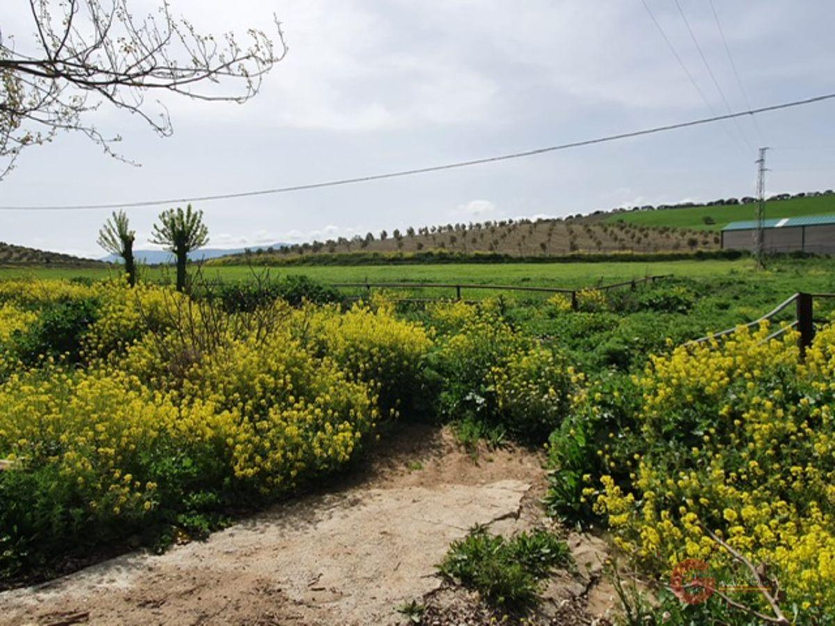 Venta de finca rústica en Iznalloz