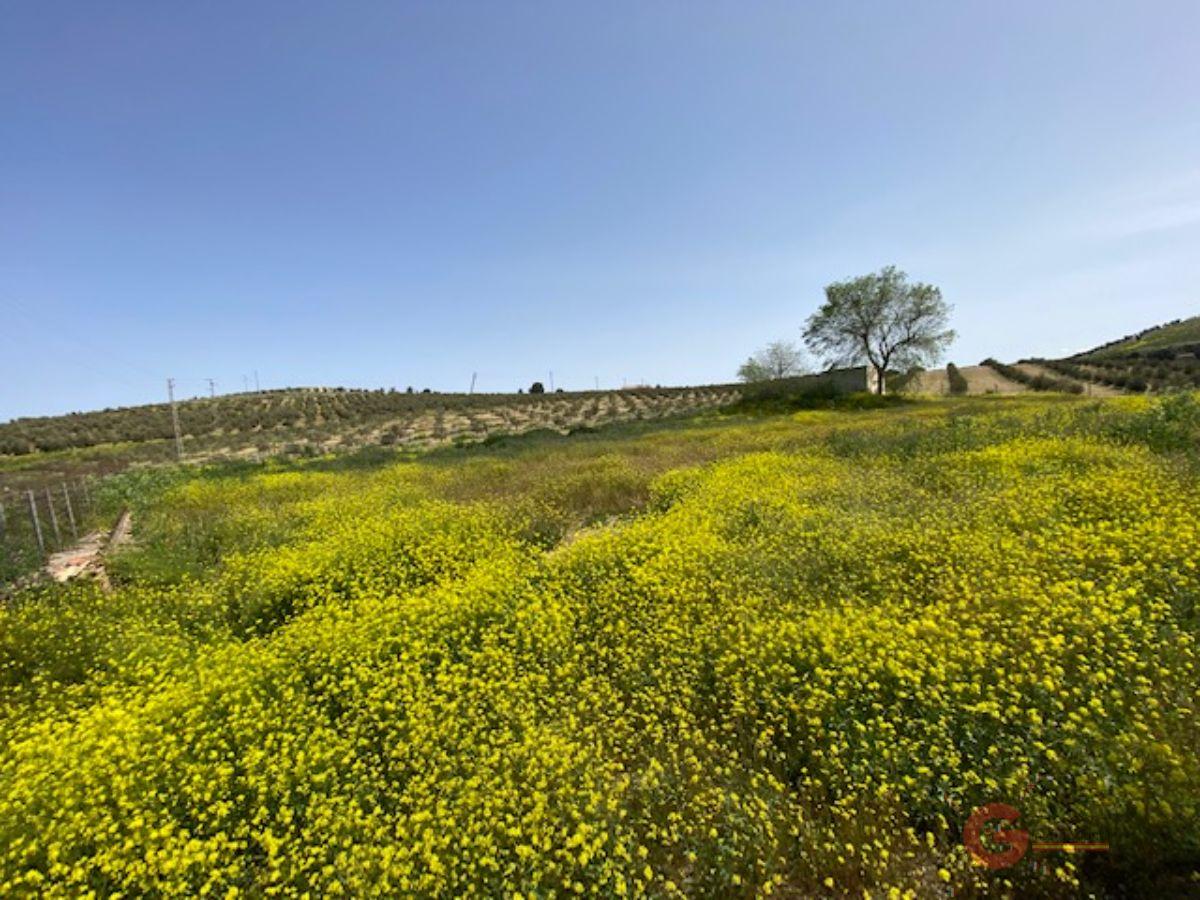 For sale of rural property in Iznalloz