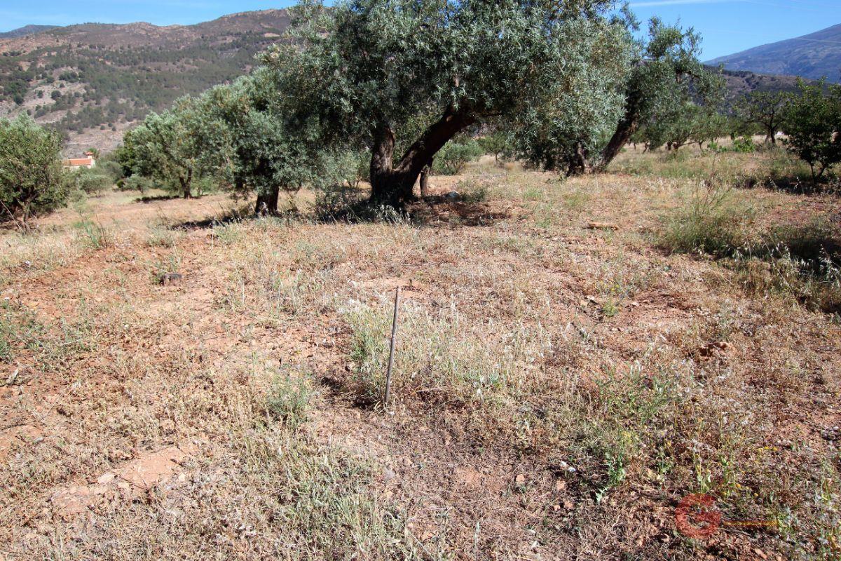 Vendita di terreno in Vélez de Benaudalla