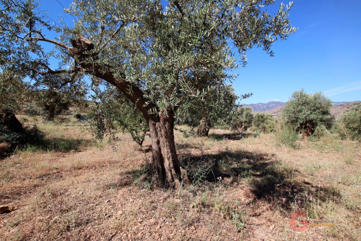 For sale of land in Vélez de Benaudalla