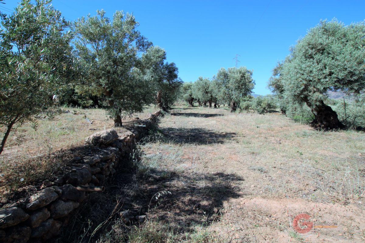 For sale of land in Vélez de Benaudalla