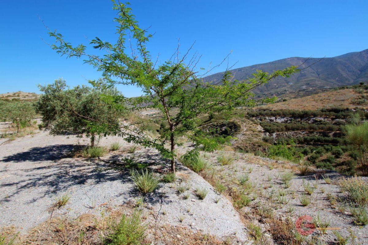 For sale of rural property in Vélez de Benaudalla