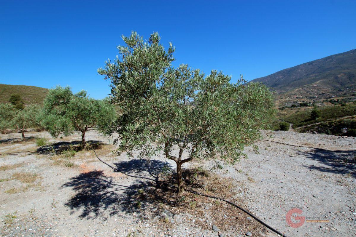 Venta de finca rústica en Vélez de Benaudalla