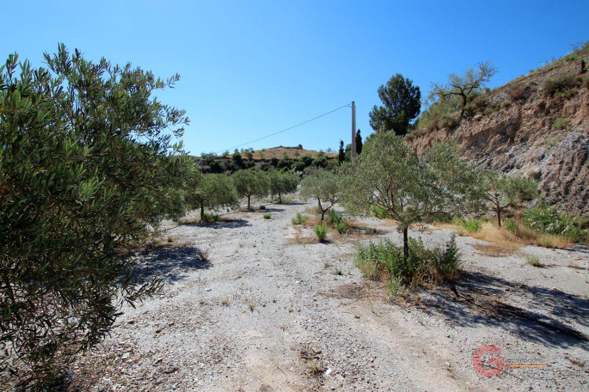 Venta de finca rústica en Vélez de Benaudalla