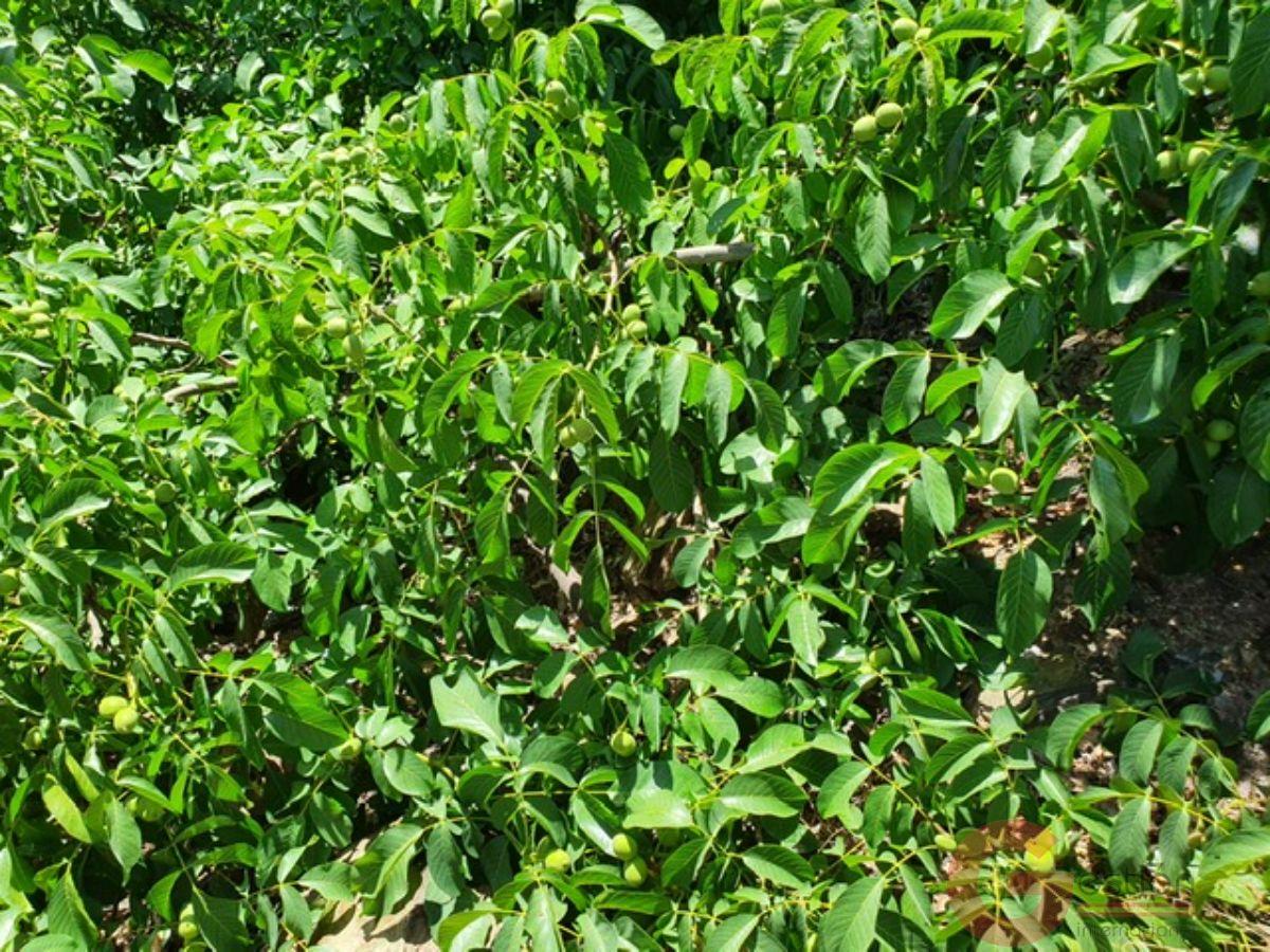 Venta de finca rústica en Busquístar Venta de finca rústica en Busquístar